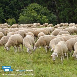 SVS extends the bluetongue zone to the whole territory of the Czech Republic